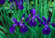 blue iris, wild iris, purple iris